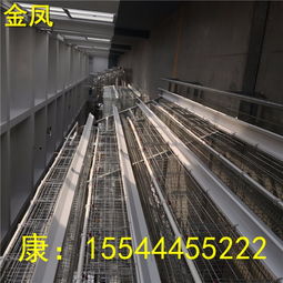 珠海金鳳四層養(yǎng)雞設(shè)備新報(bào)價(jià)發(fā)布 提升家禽飼養(yǎng)效率與效益