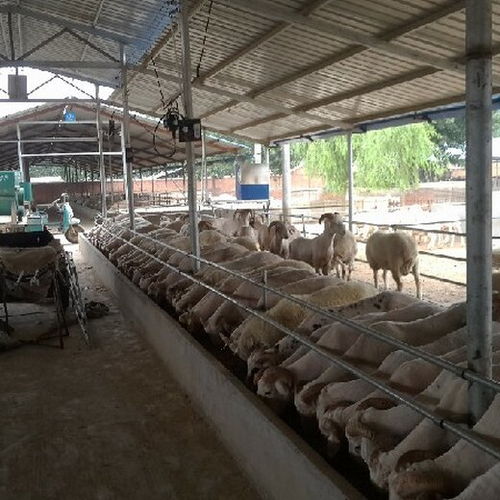 云南養(yǎng)殖圈舍消毒滅菌設(shè)備定制指南 豬舍與家禽飼養(yǎng)機(jī)械的專(zhuān)業(yè)供應(yīng)商