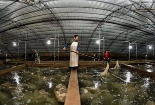 秋冬季節(jié)大菱鲆常見(jiàn)疾病綜合防控與家禽飼養(yǎng)機(jī)械的科學(xué)應(yīng)用